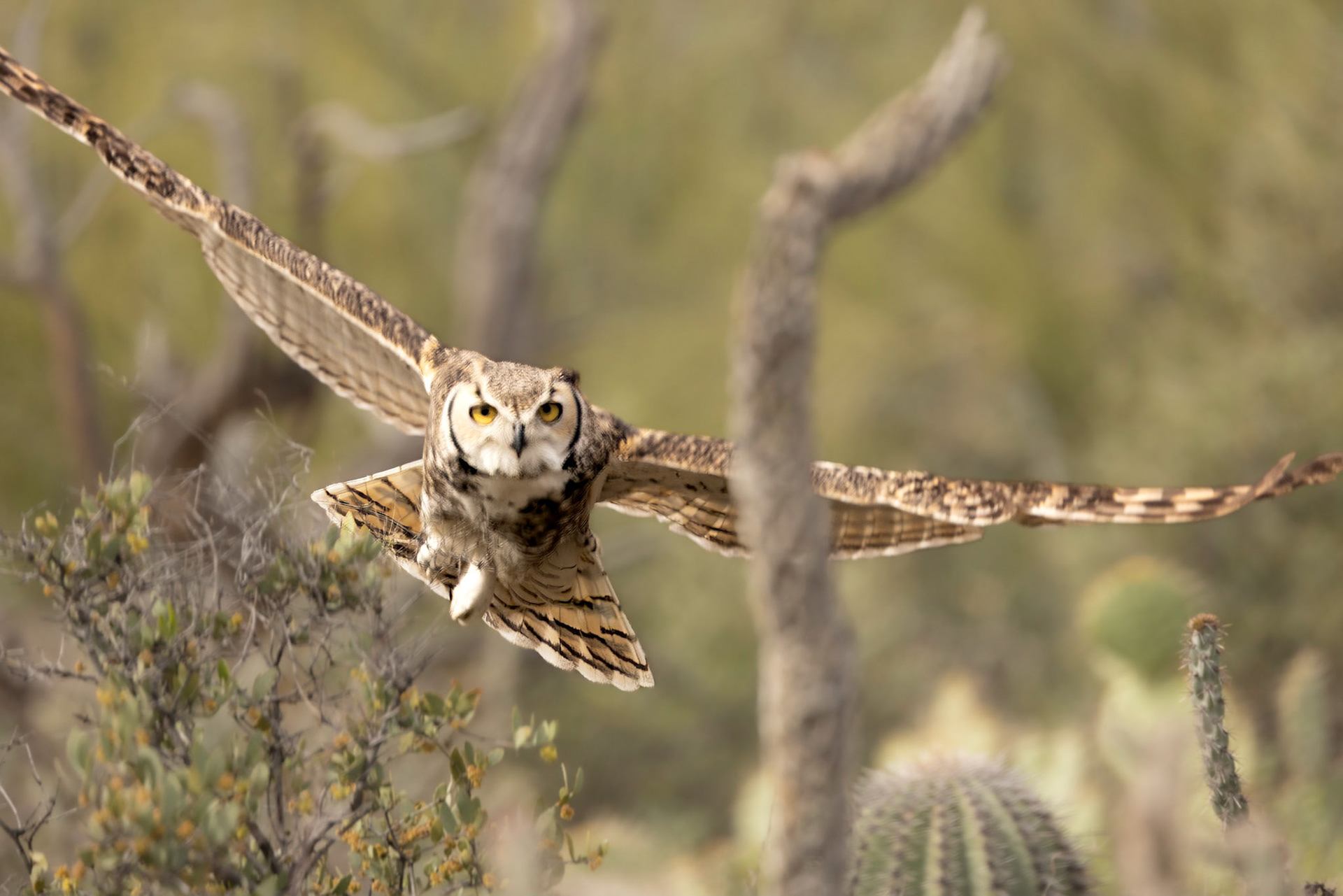 Great Horned Owl