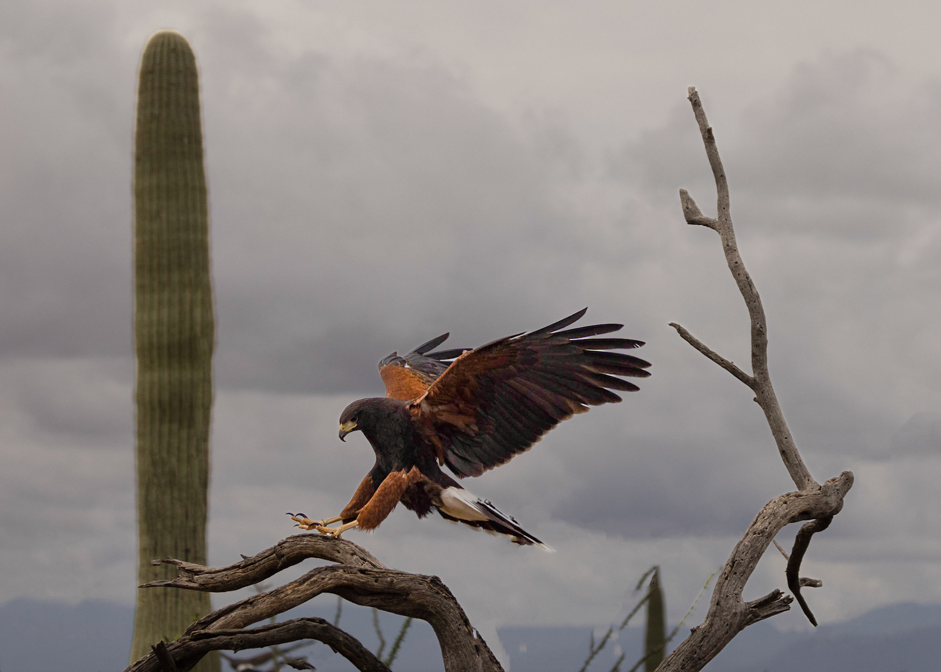Harris' Hawk
