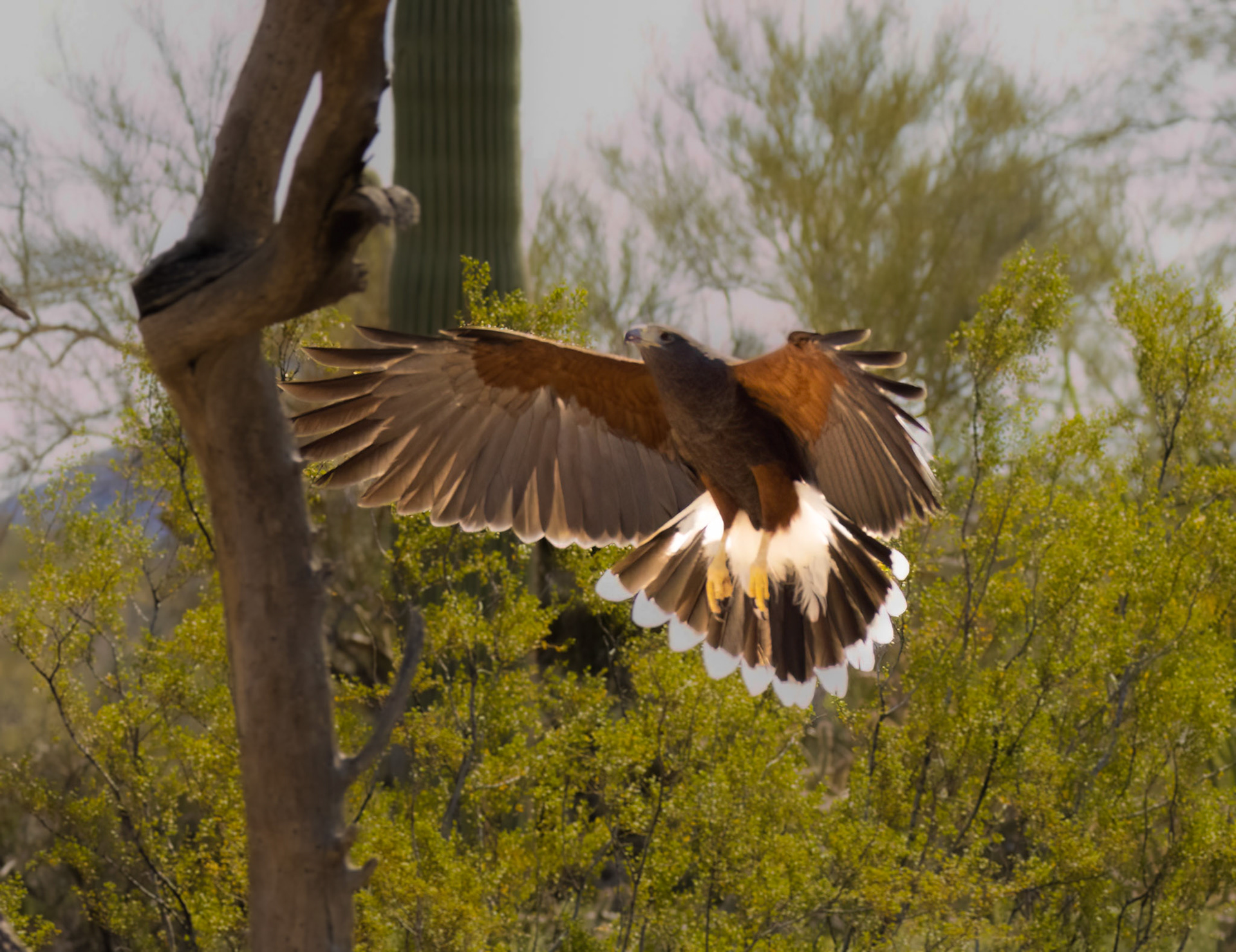 Harris' Hawk