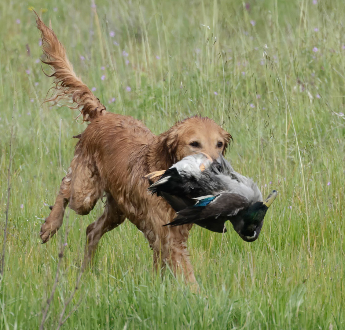 Ruger