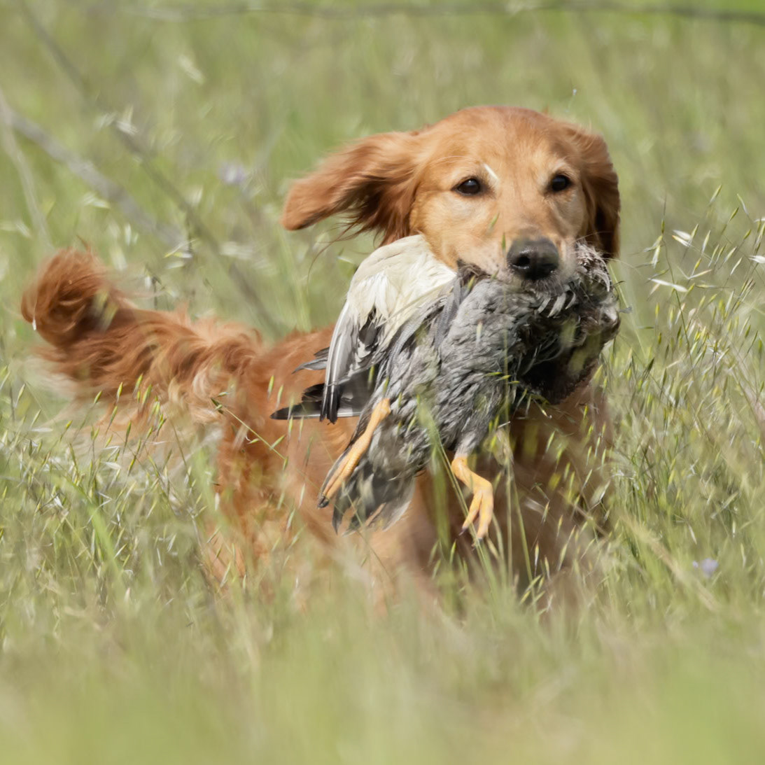 Ruger