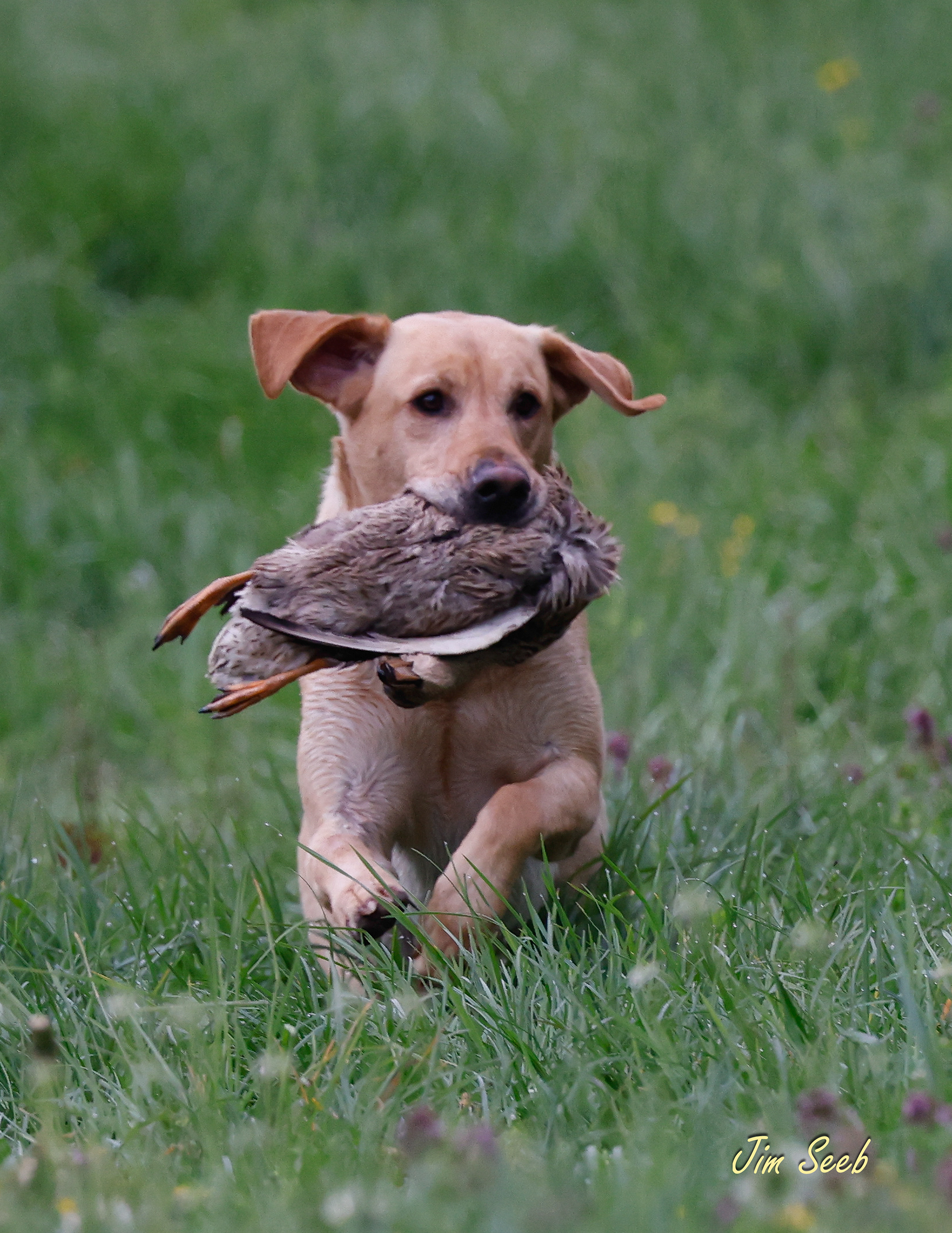 Scout
