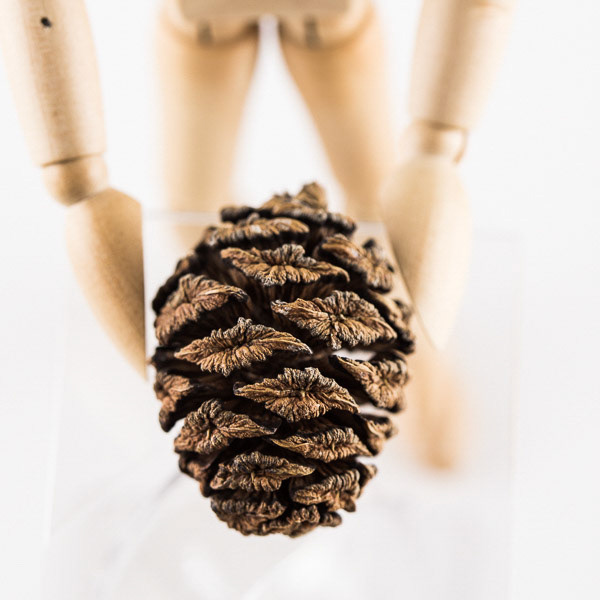 Pine | Wooden Mannequin Project | Shy Fox Photography