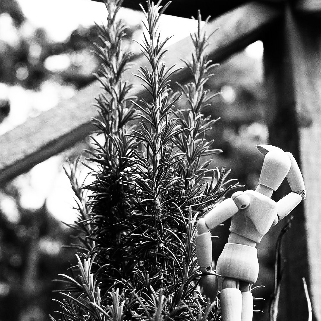 Able | Wooden Mannequin Project | Shy Fox Photography