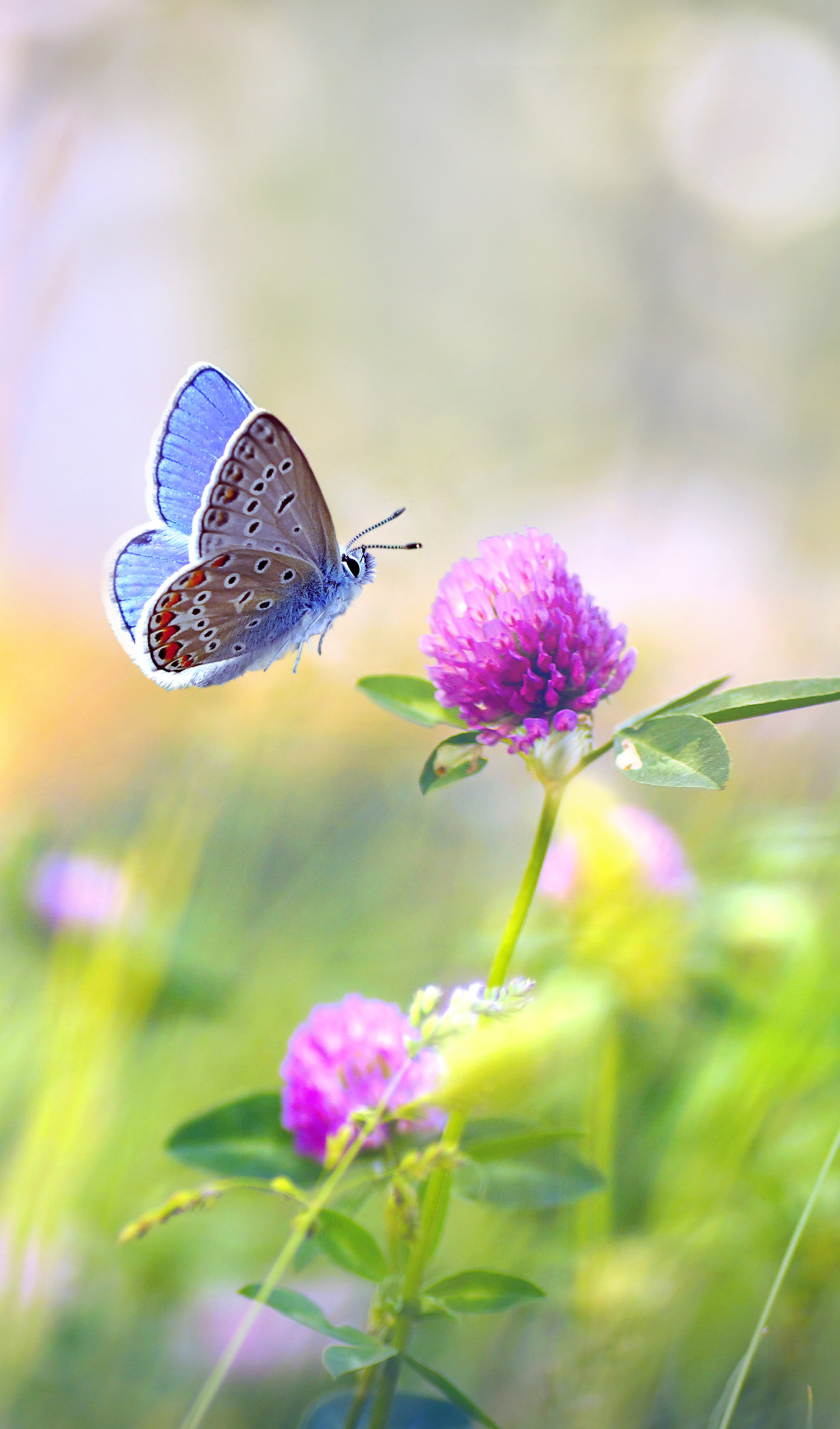 W.8.1 BUTTERFLY I