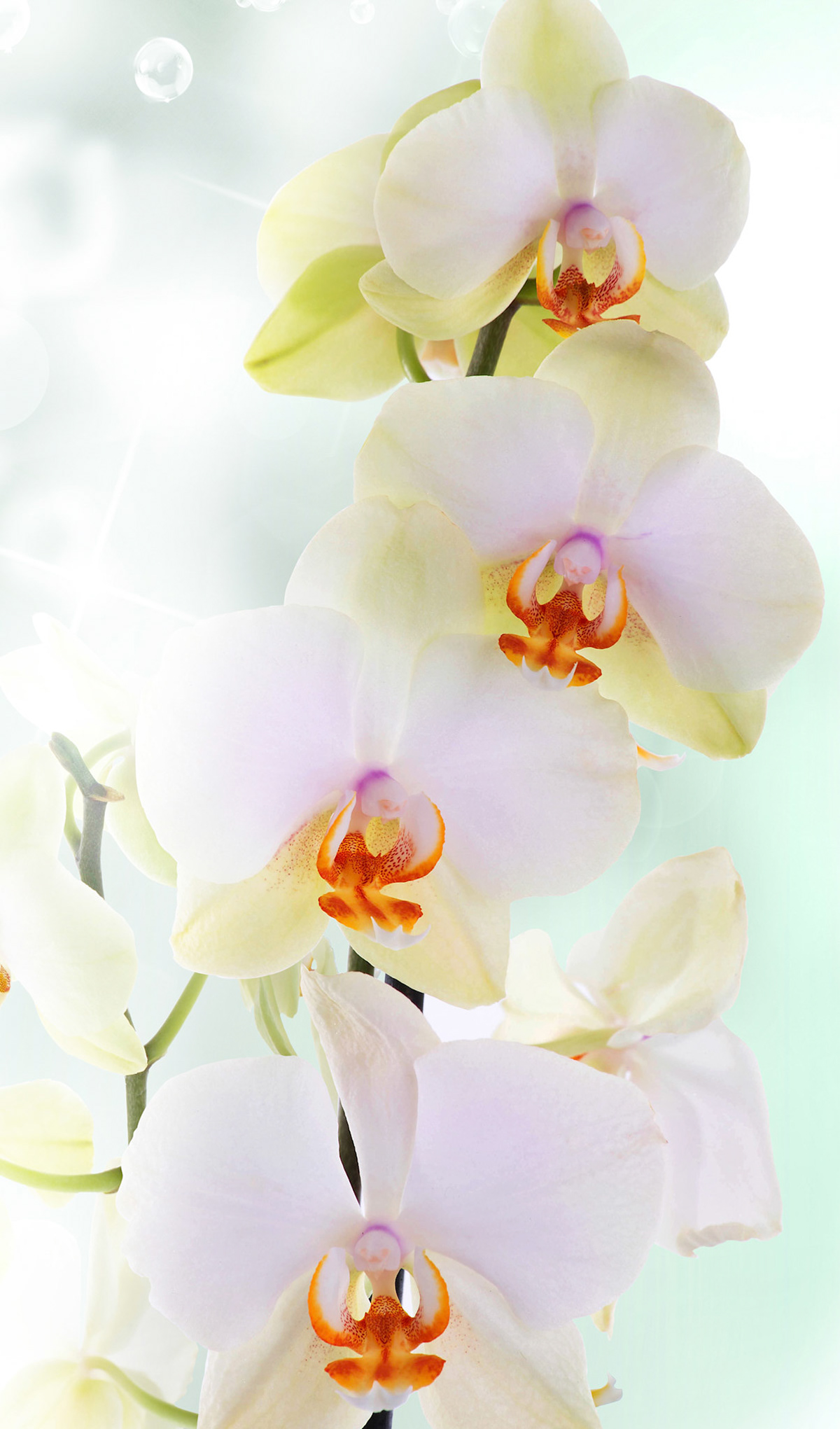 F.5 White Orchid