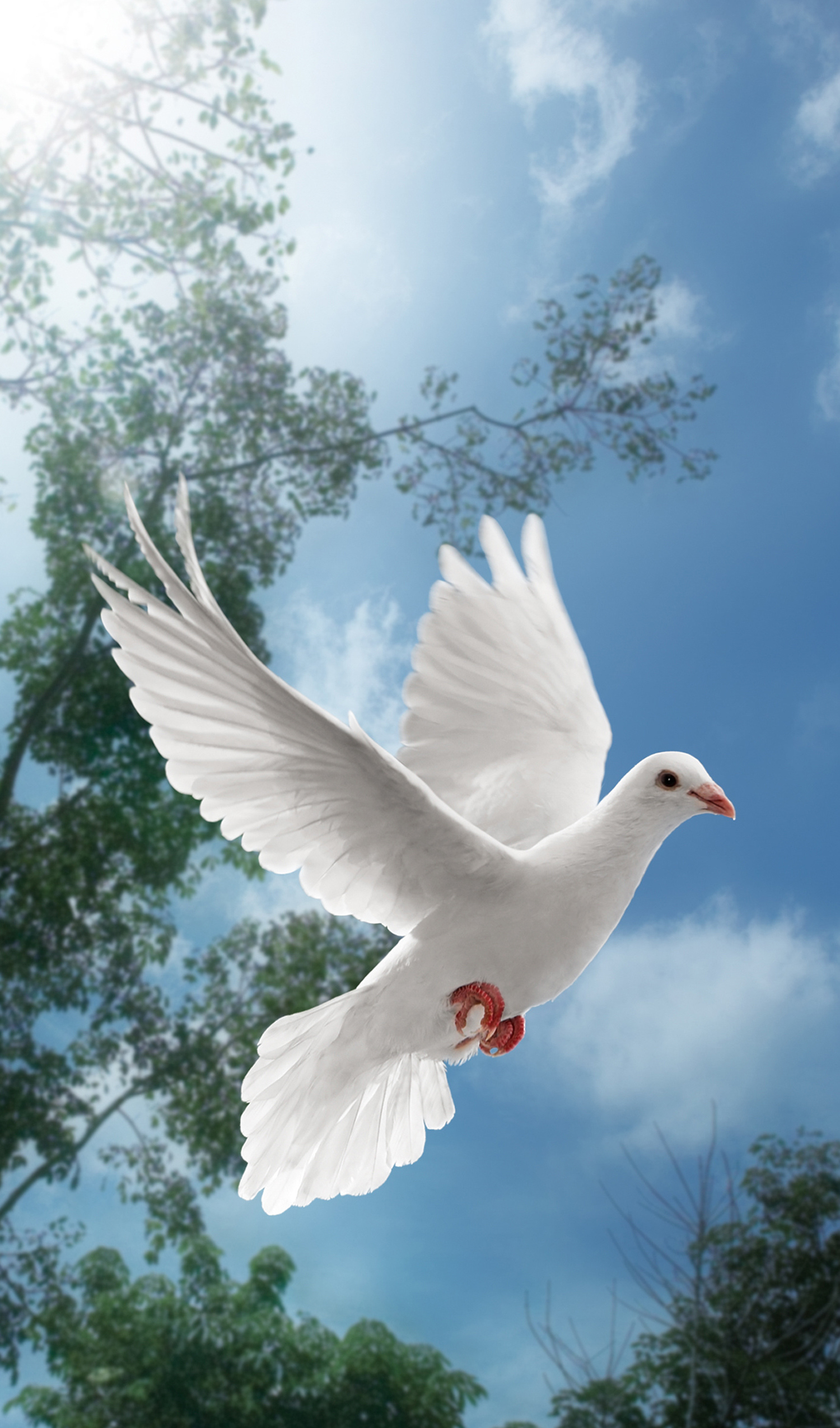 W.1.4 DOVE I