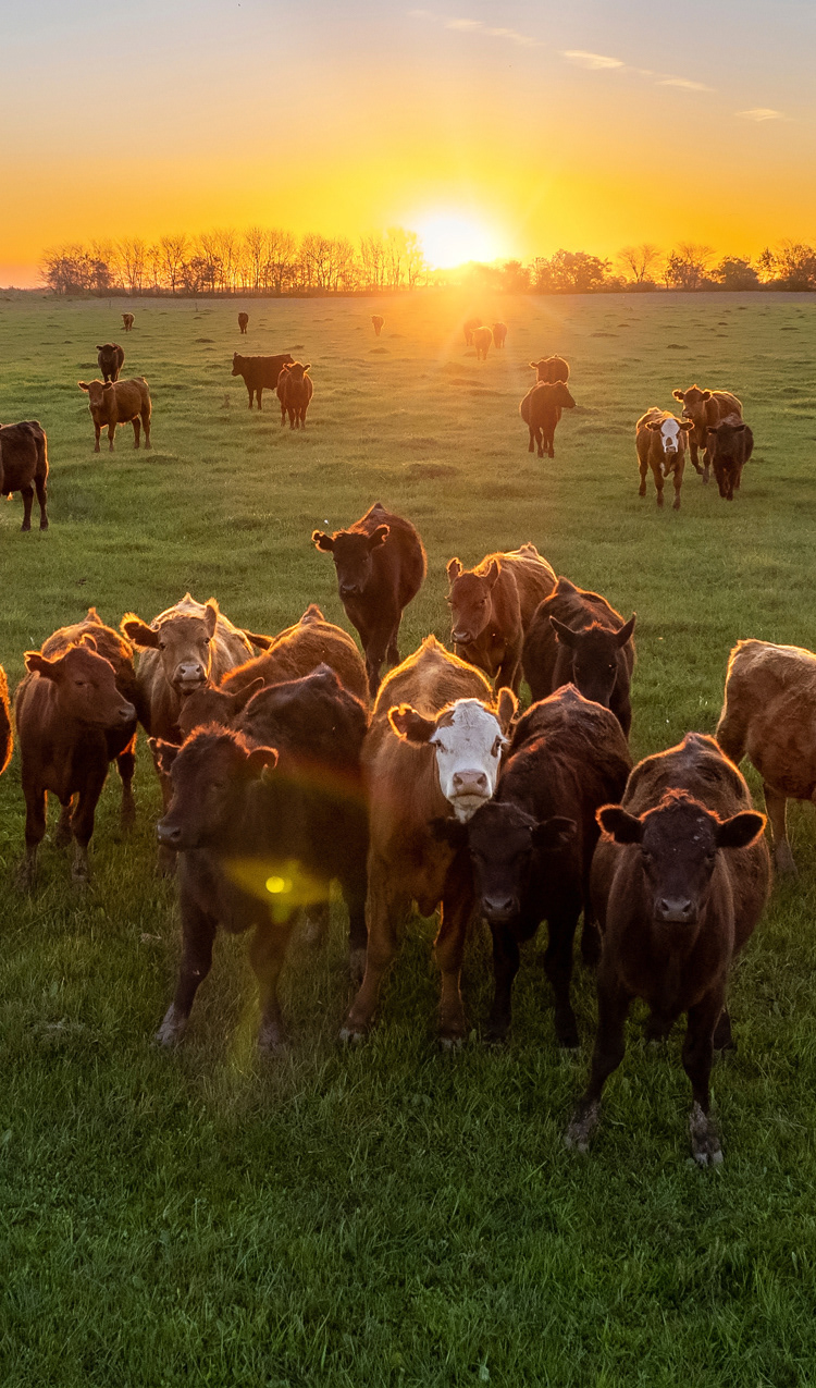 W.13 CATTLE