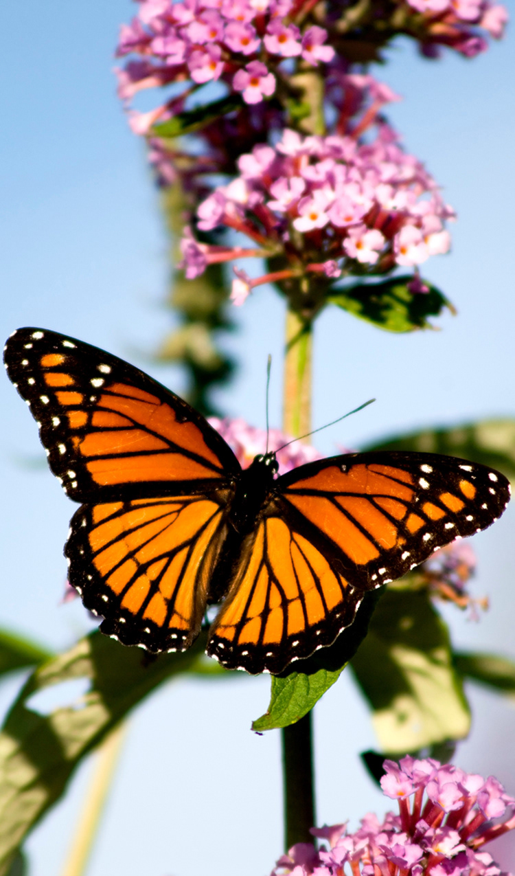 W.8.2 BUTTERFLY II