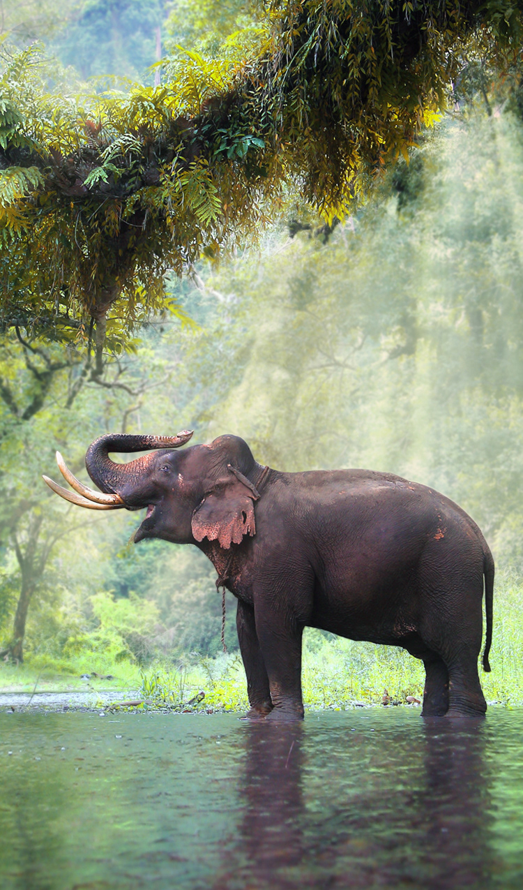 W.11 ELEPHANT