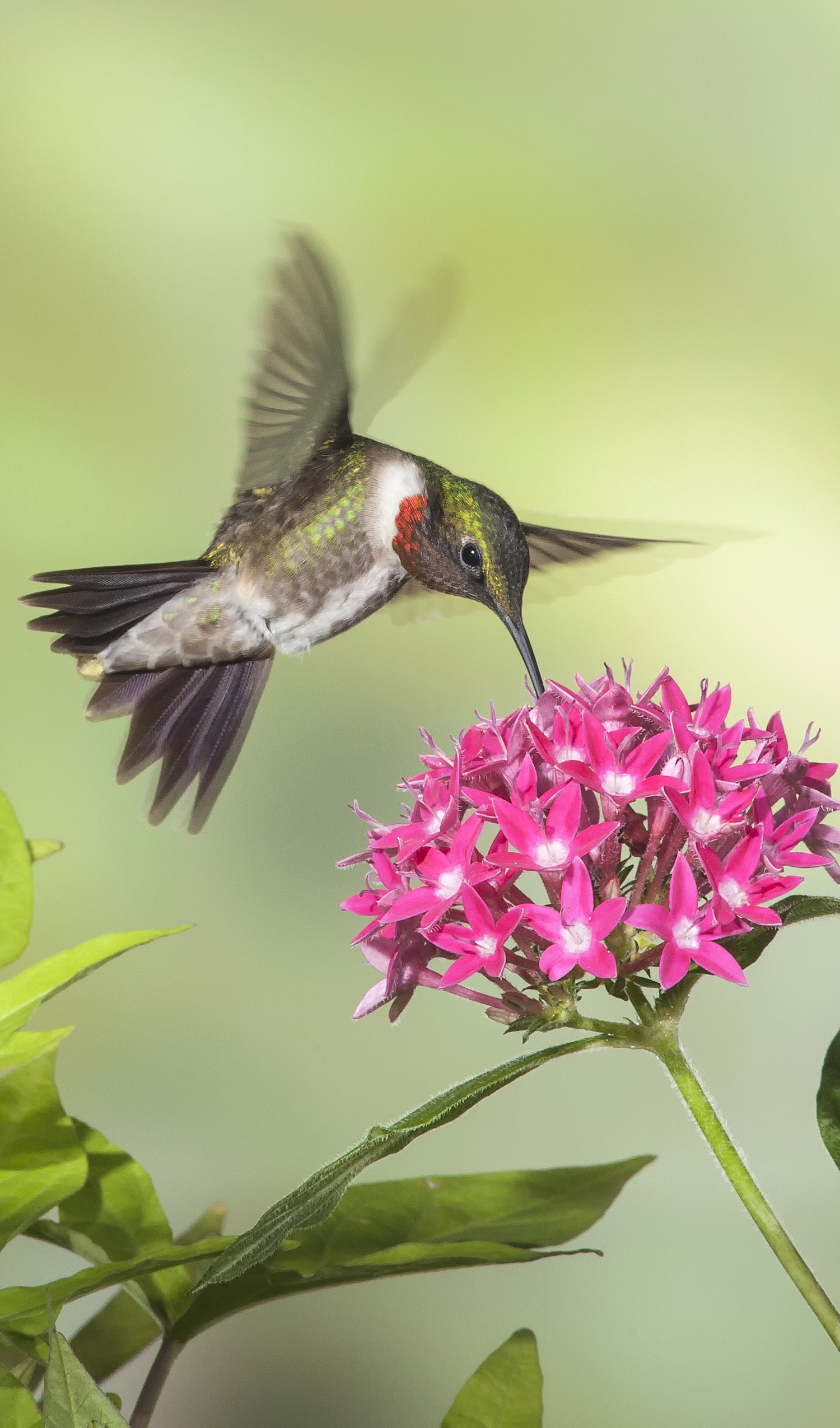 W.1.6 HUMMINGBIRD