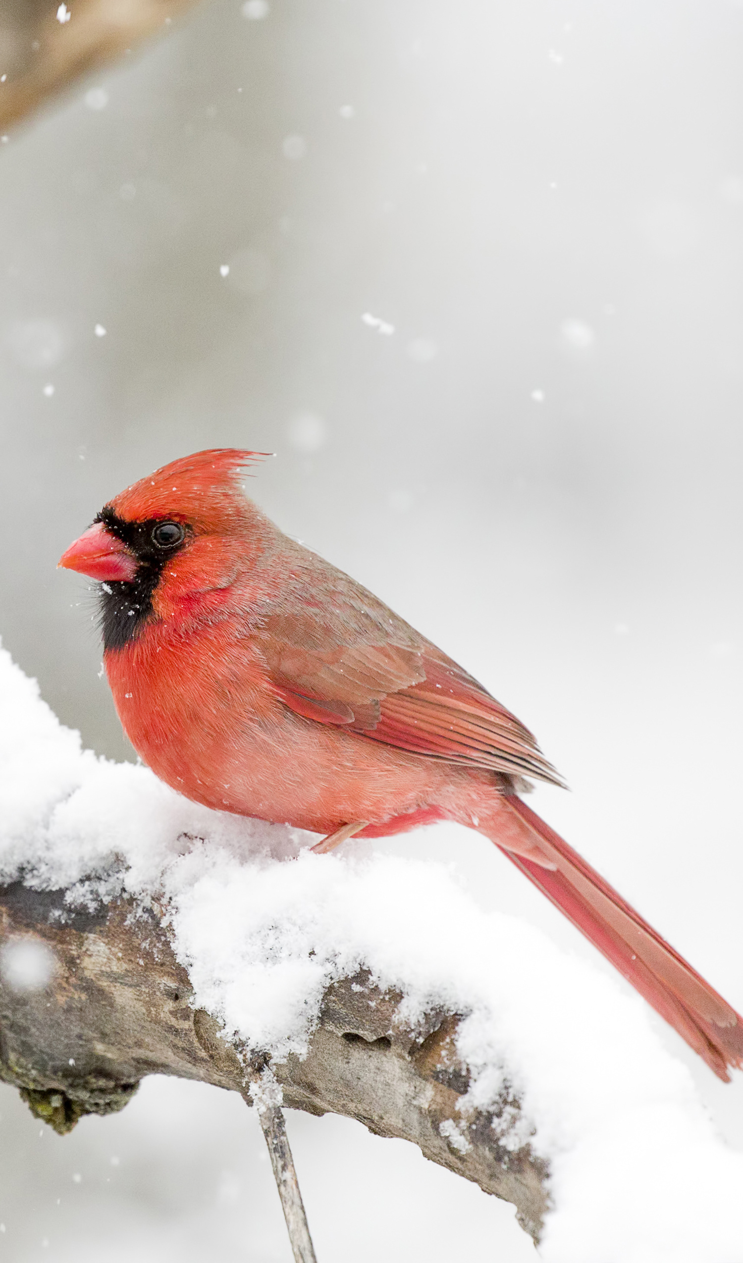 W.1.3.B CARDINAL II