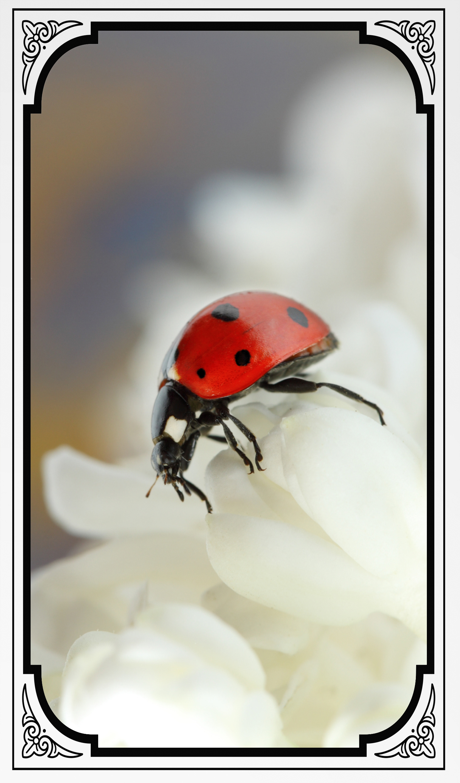 W.4 LADYBUG