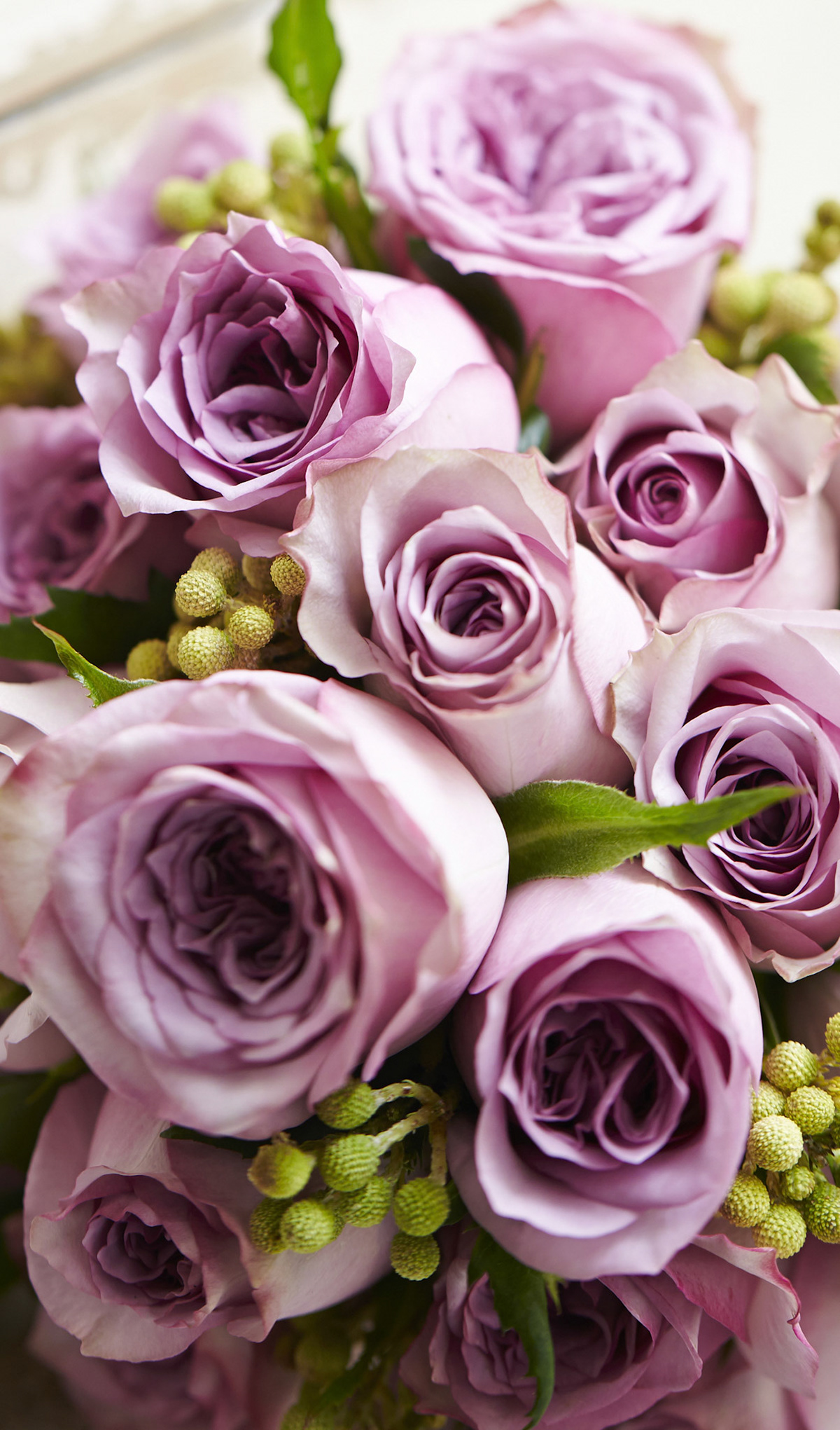 F.R.2 Purple Roses