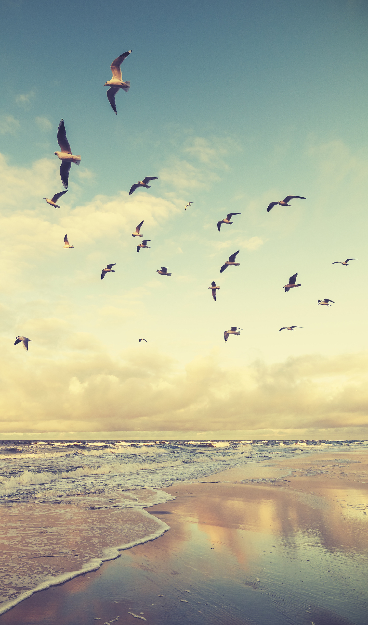 W.1 SEAGULLS