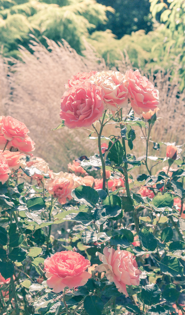 F.R.1.B Wild Pink Roses