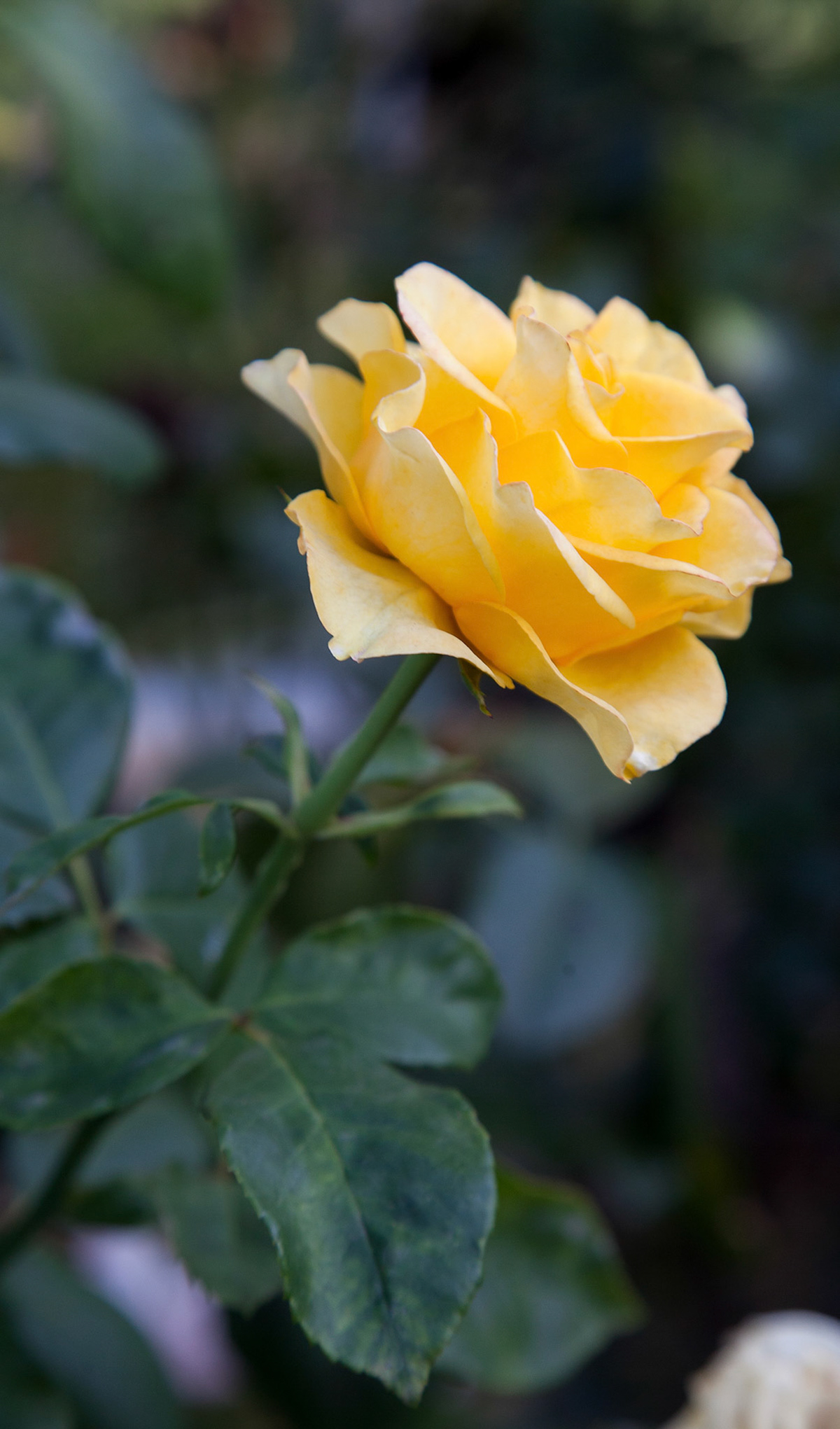 F.R.5.B Yellow Rose II