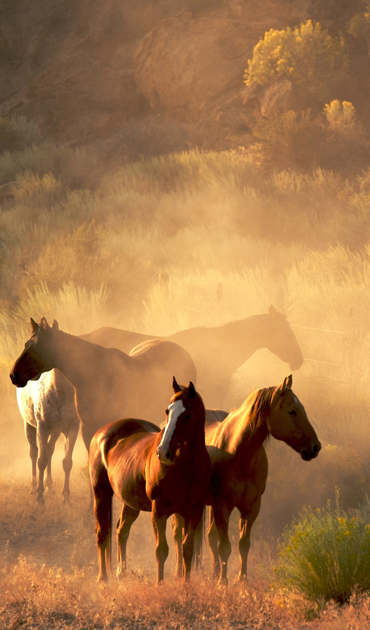 W.3.C WILD HORSES