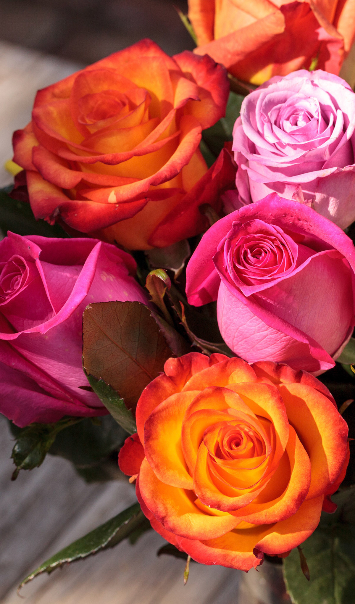 F.R.6 Assorted Roses