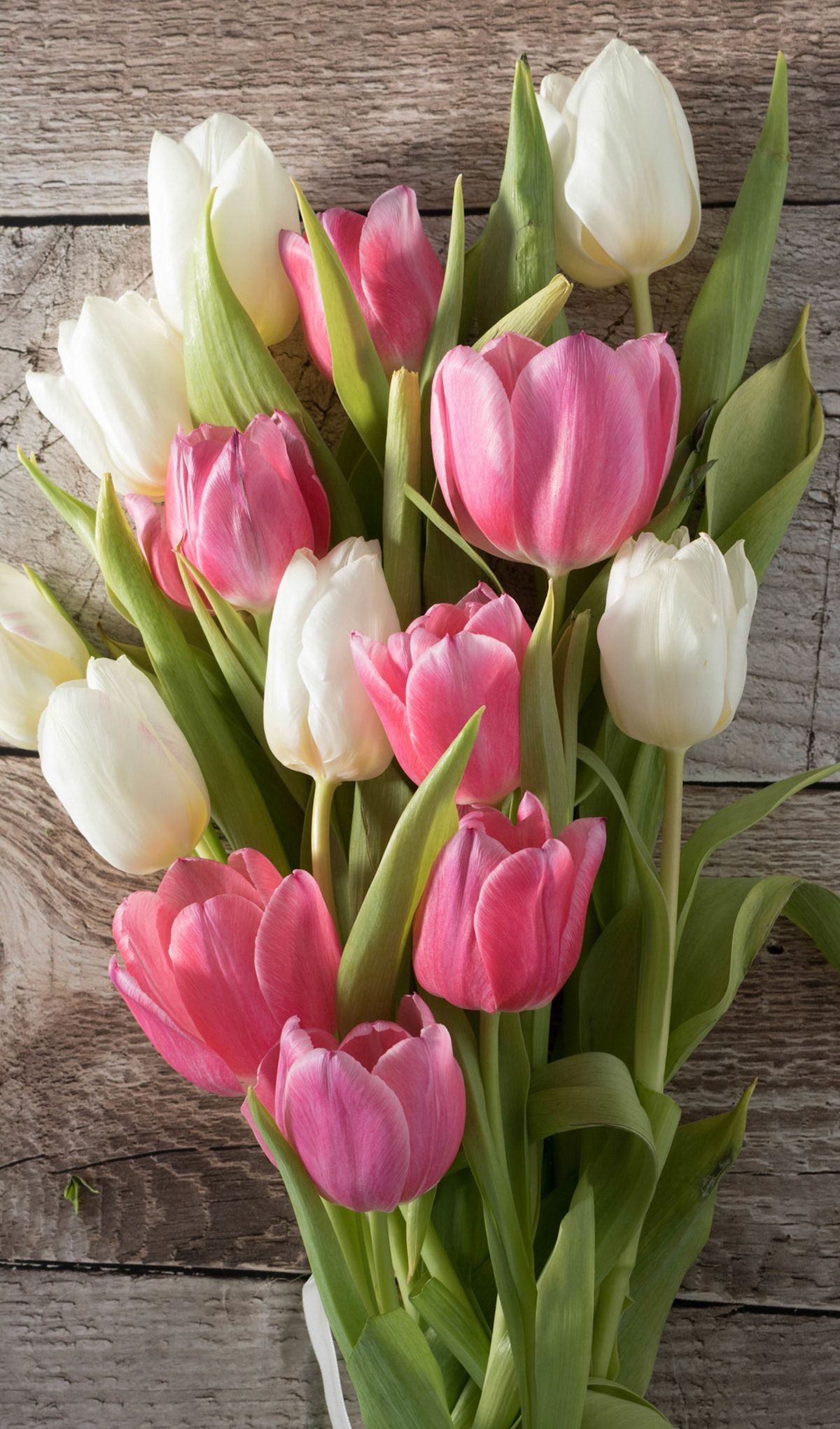 F.7 Tulip