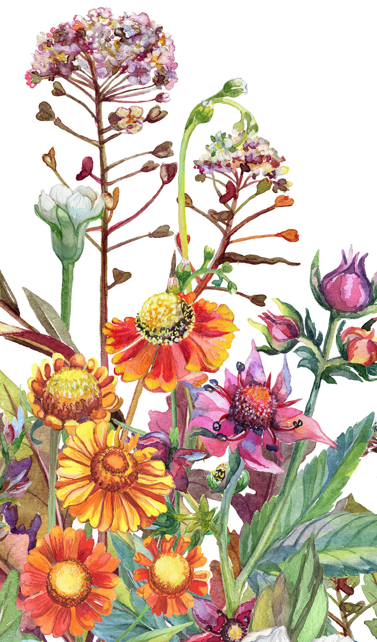 F.8.B Wildflower Portrait I