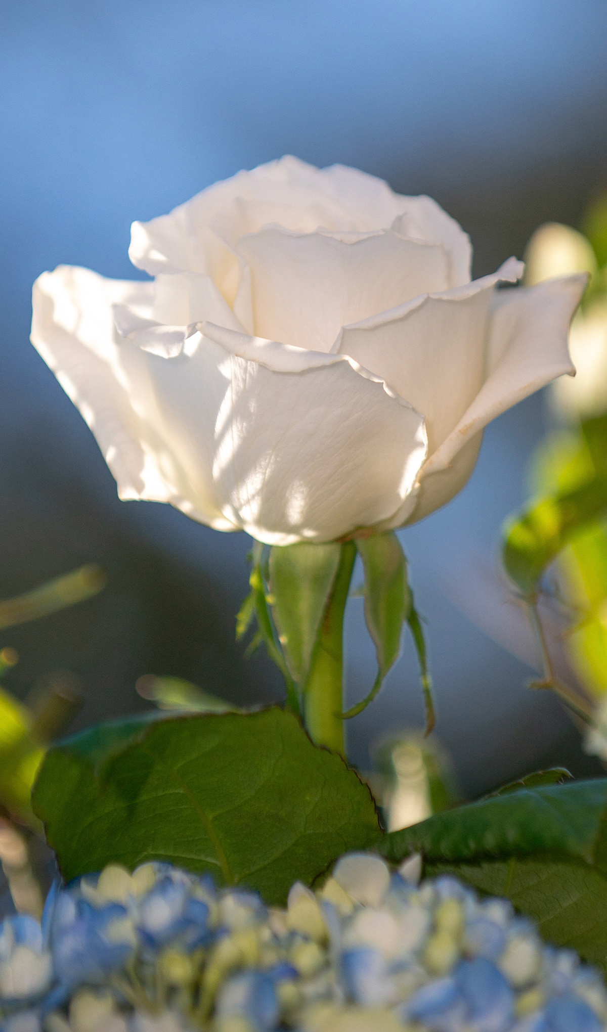 F.R.4 White Rose I