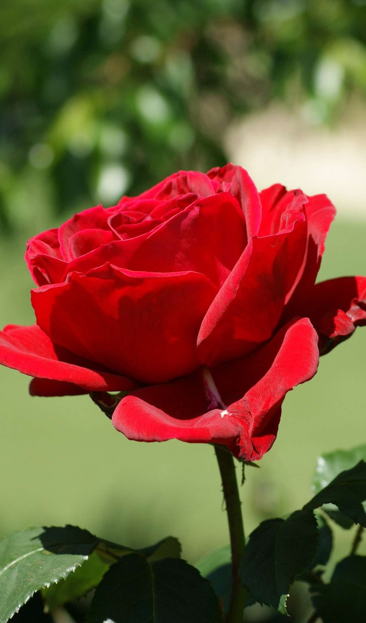 F.R.3.B Red Rose II
