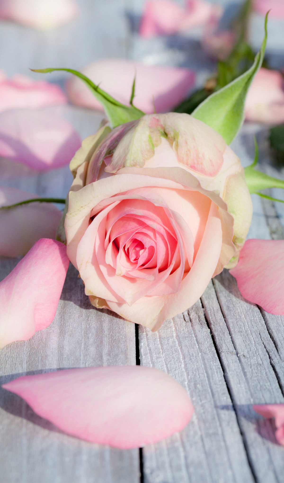F.R.1 Pink Rose