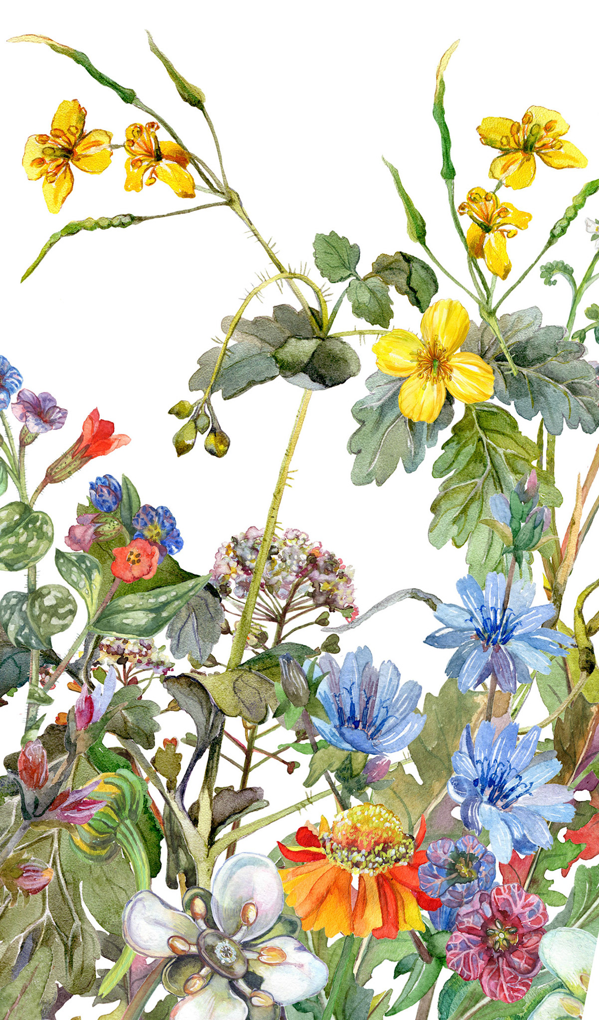 F.8.C Wildflower Portrait 2