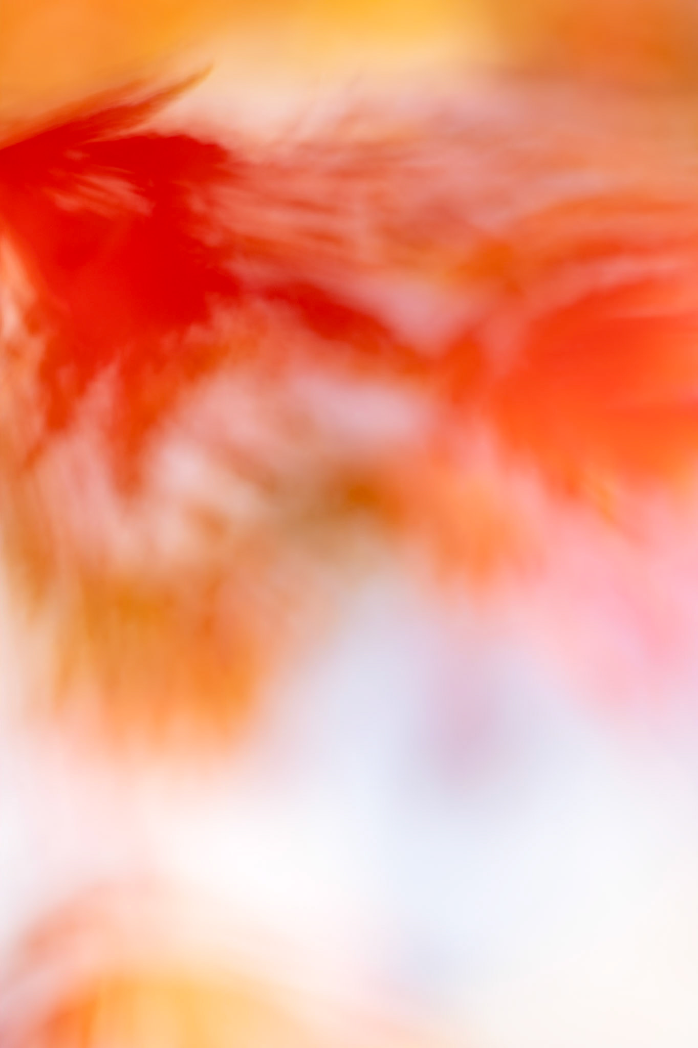 Autumn Dance, 2