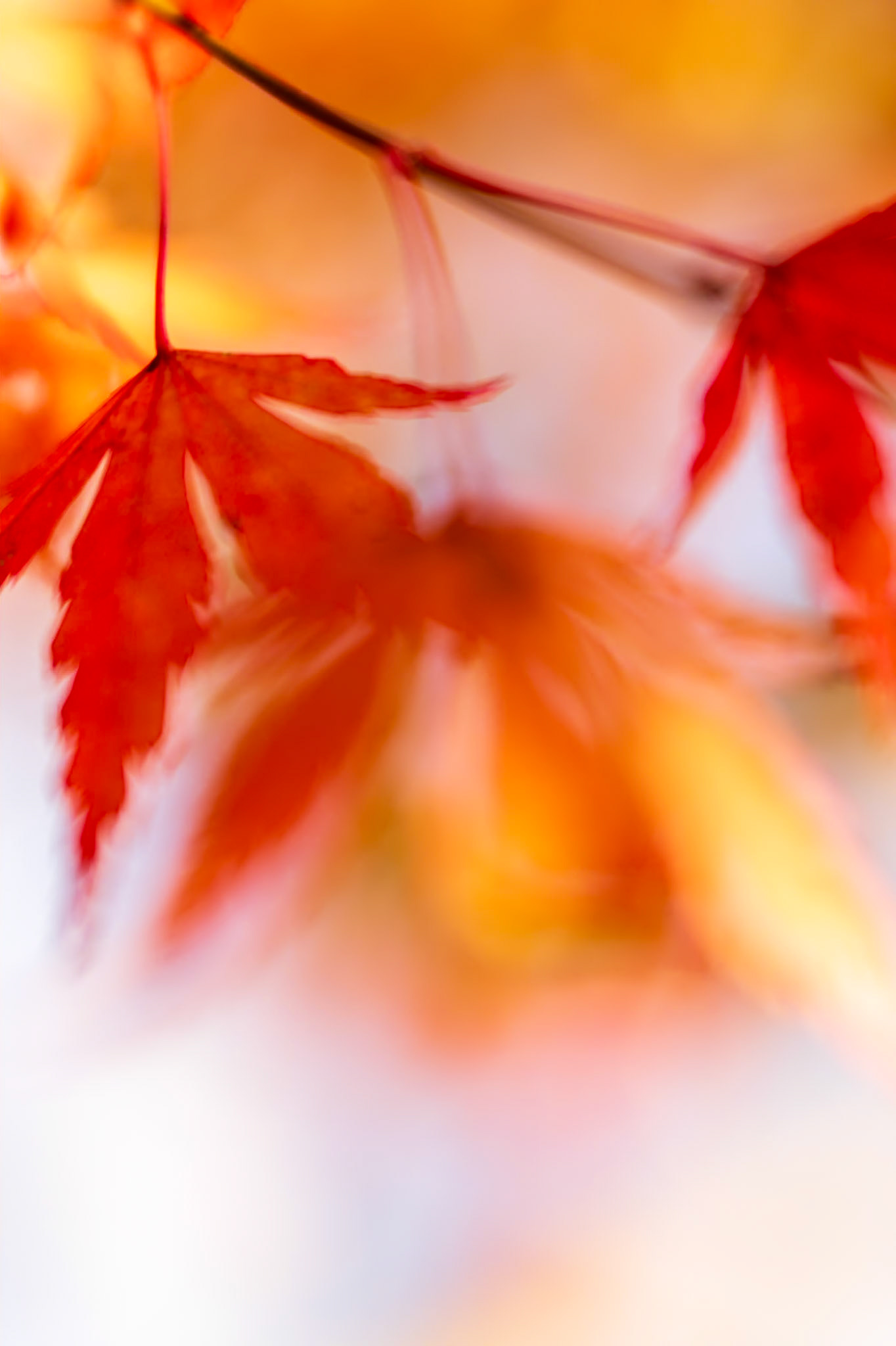 Autumn Dance, 1