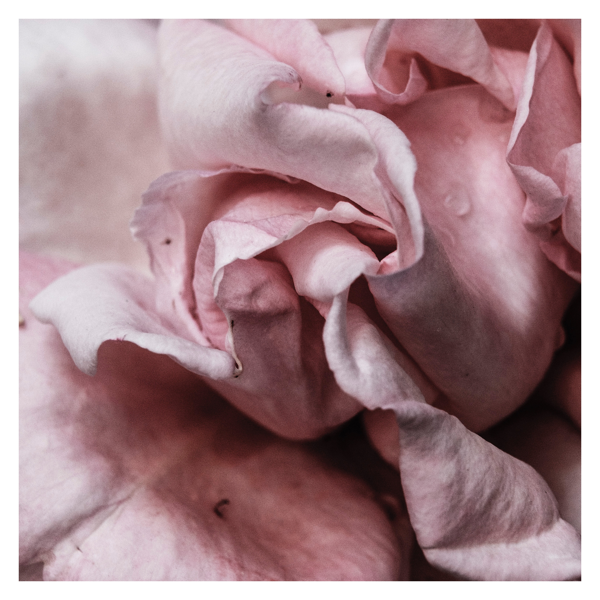 velvet / personal project/ 2017