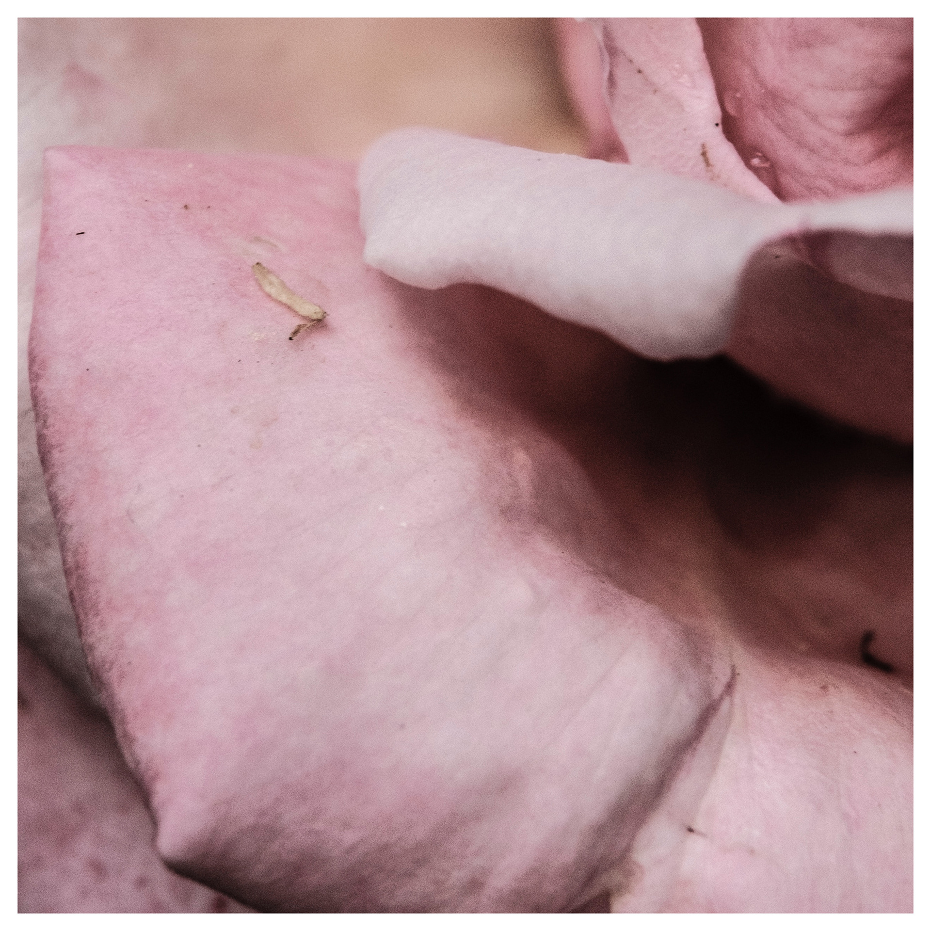 Velvet / personal project / 2017