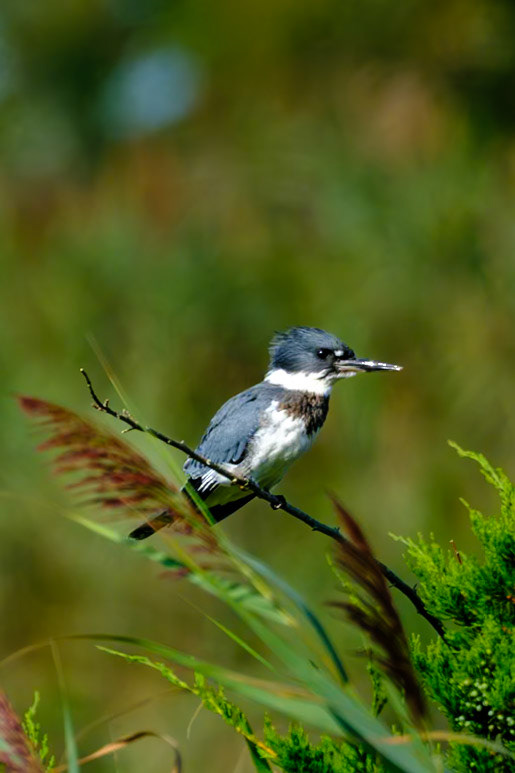 Bird Walk Barn Island