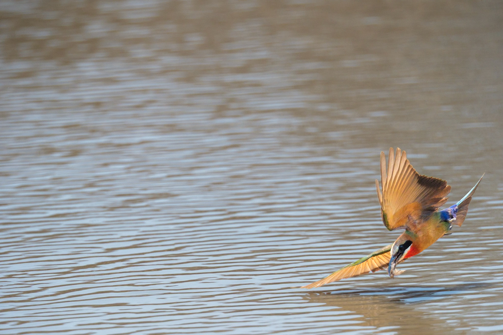 Zambia 2025 - Mwamba Camp - From the Hide at the Last Waterhole