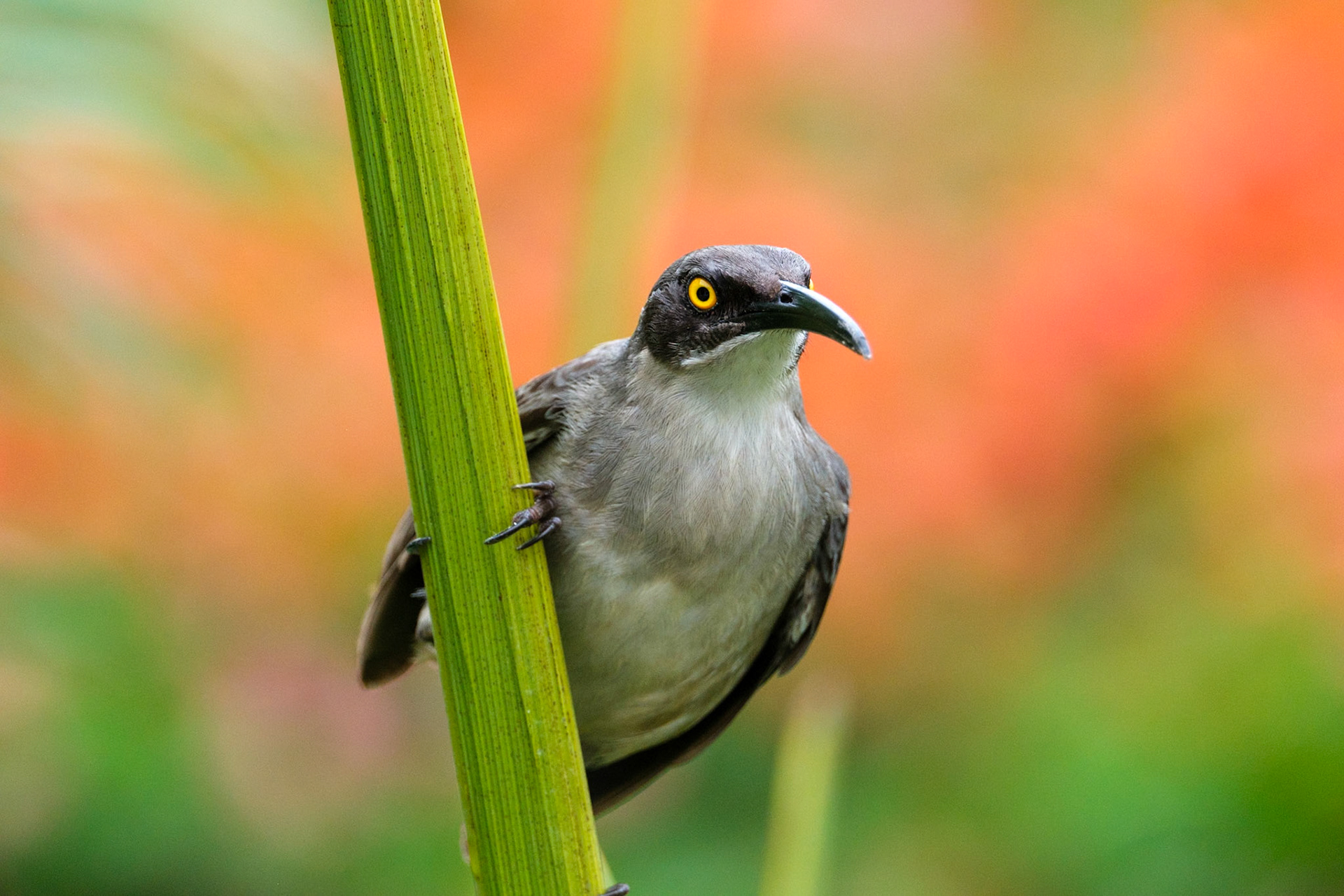 St. Lucia, Anse Chastenet, Gray Trembler