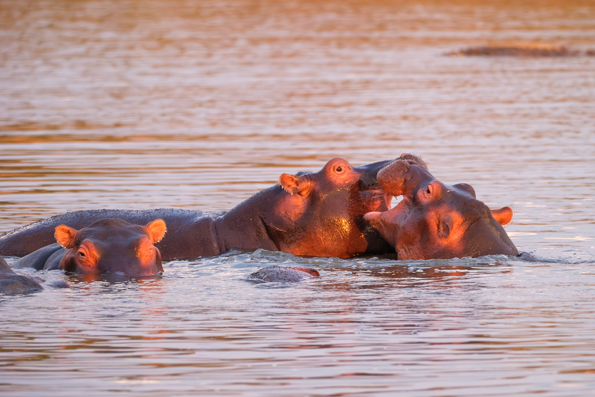 Zambia 2025 - Kaingo Camp - 3rd Game Drive - Hippo Hide