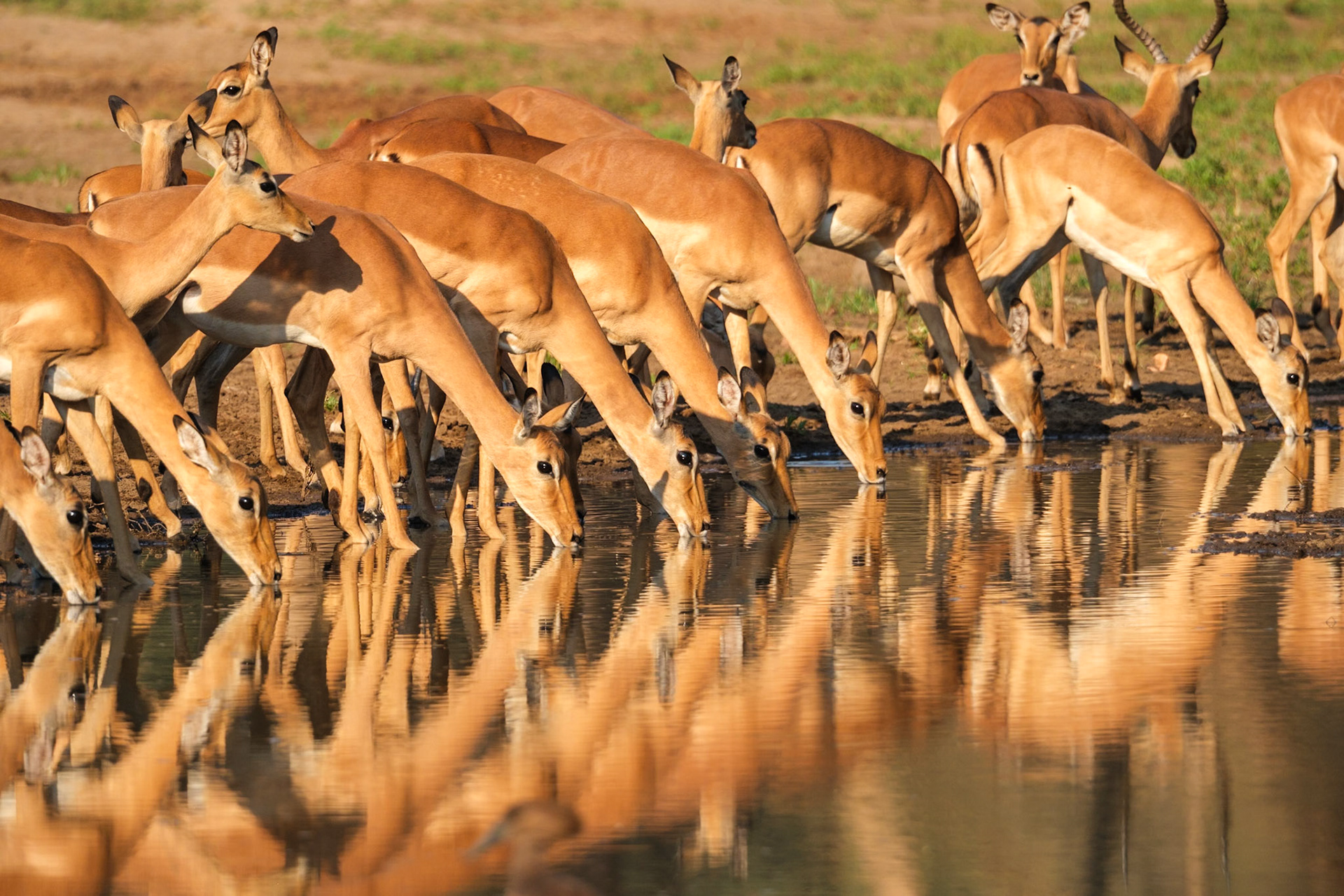 Zambia 2025 - Old Mondoro Camp - 1st Game Drive