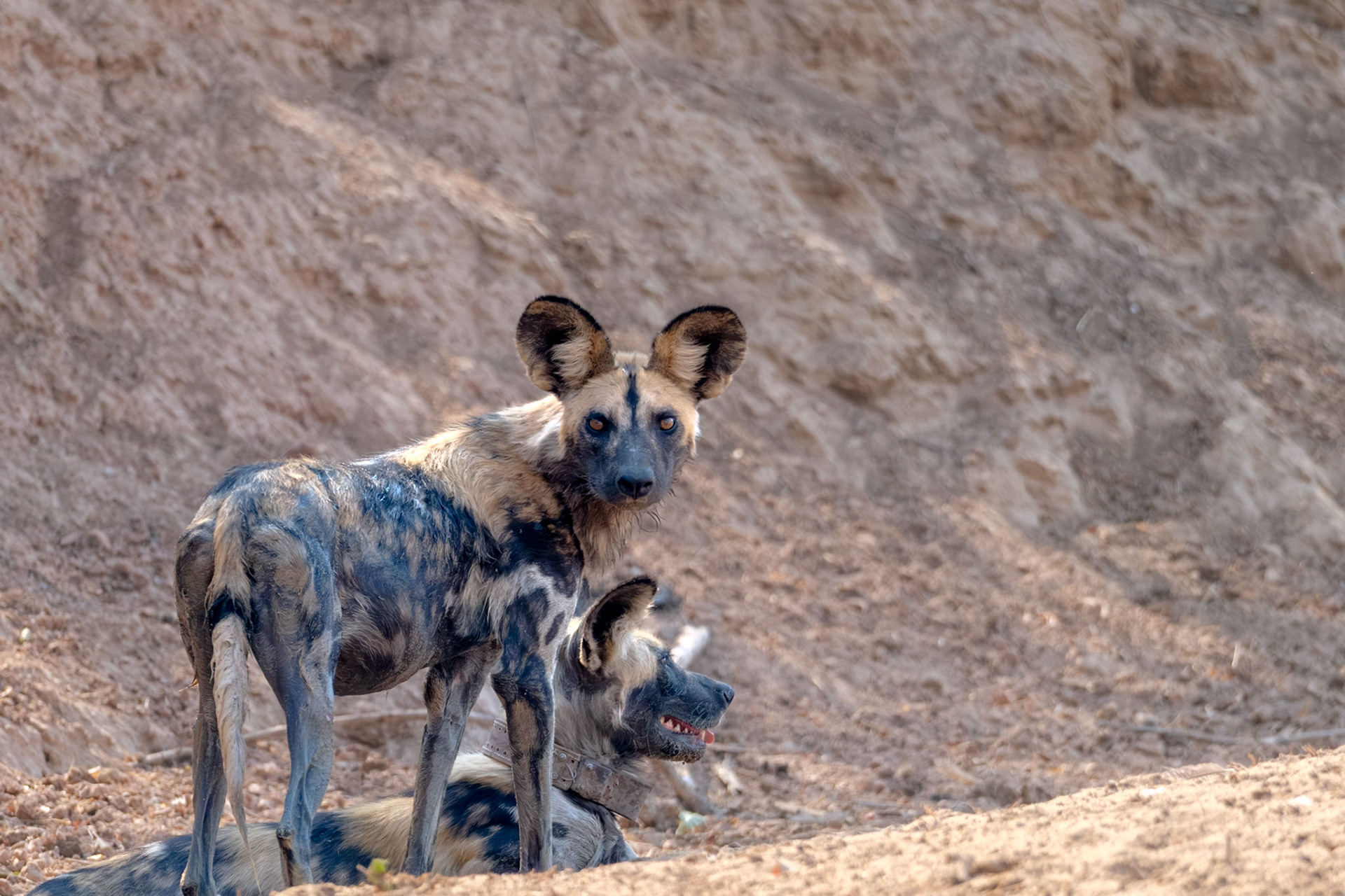 Zambia 2025 - Mwamba Camp - In the hide at the Last Waterhole