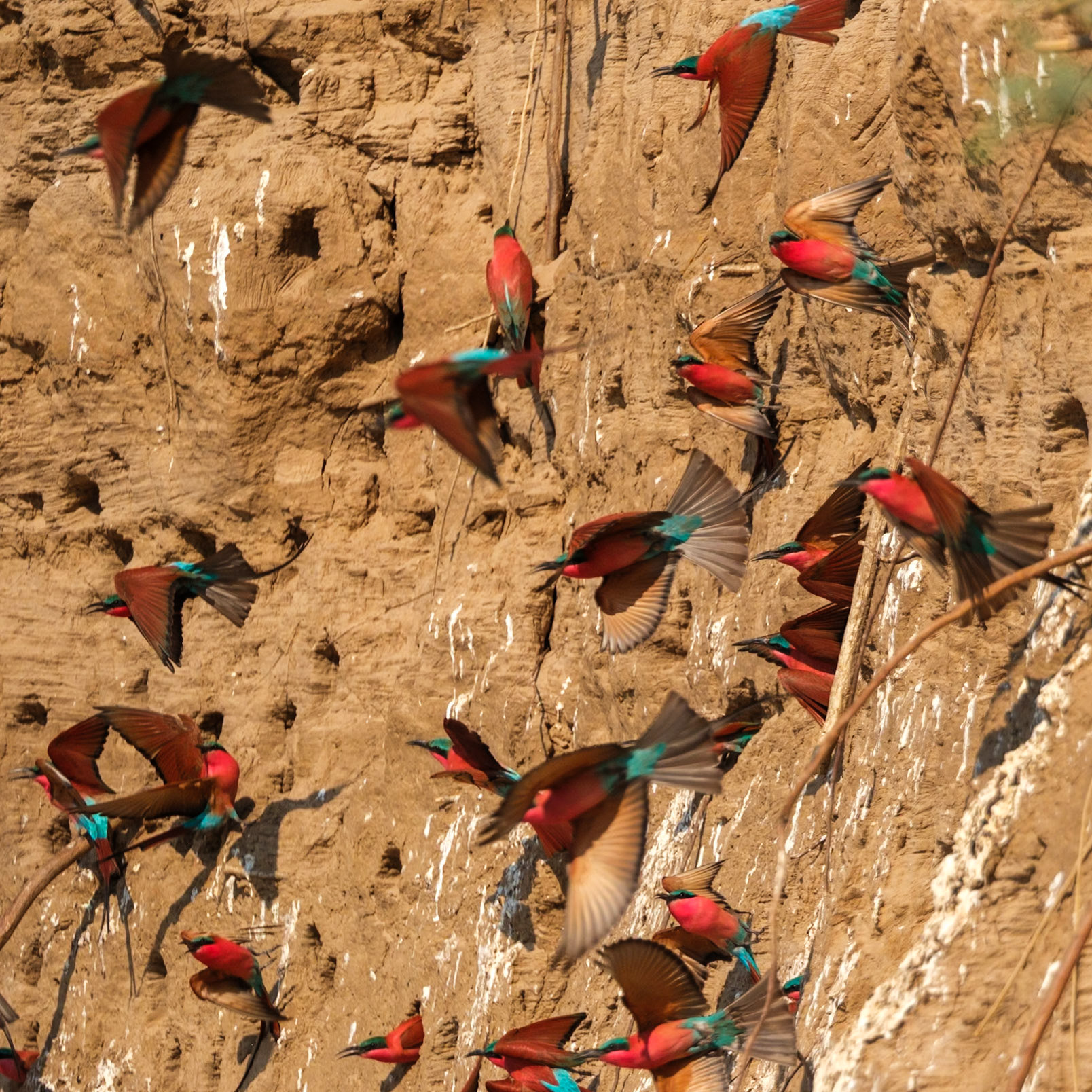 Zambia 2025 - Mwamba Camp - 4th Game Drive - Return to the Carmine Bee-eater Hide