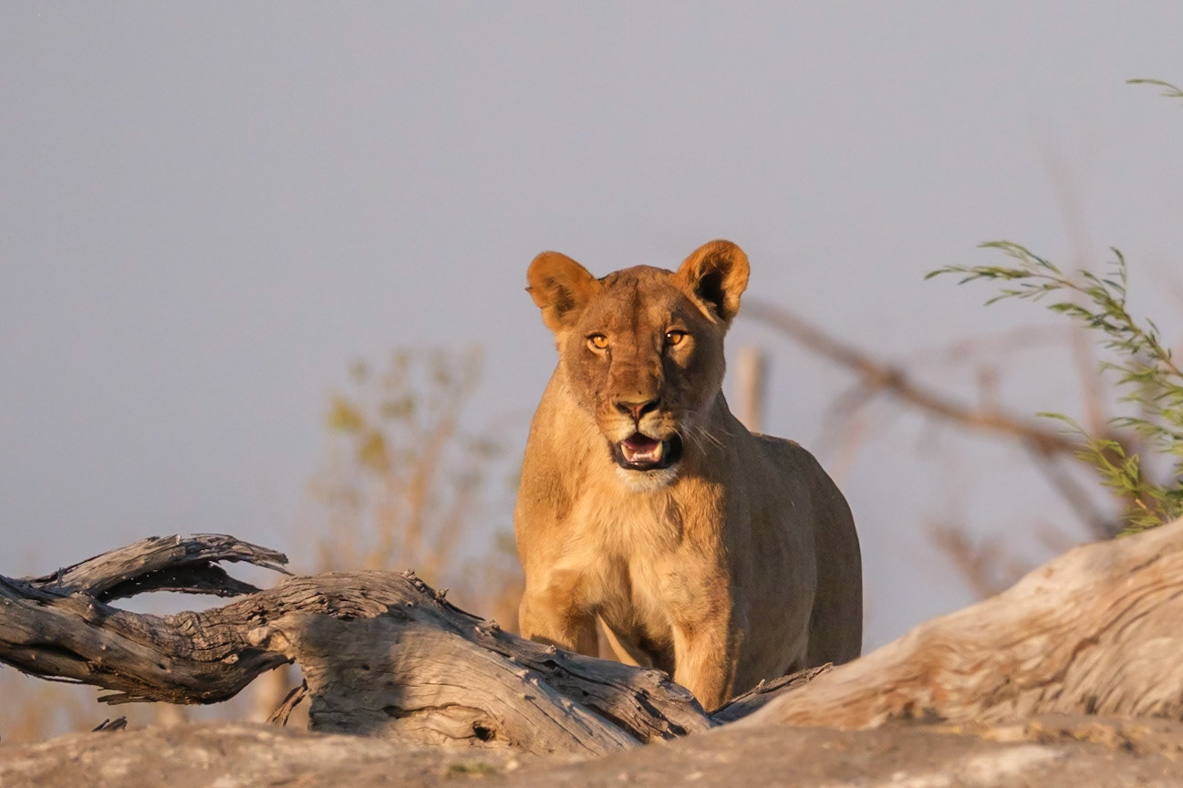 Botswana - Sable Alley Camp - Hyena Pan Photo Hide - Lions