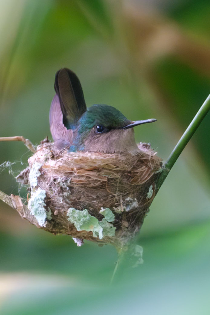 St. Lucia, Bird Walk, Antillean Crested Hummingbird