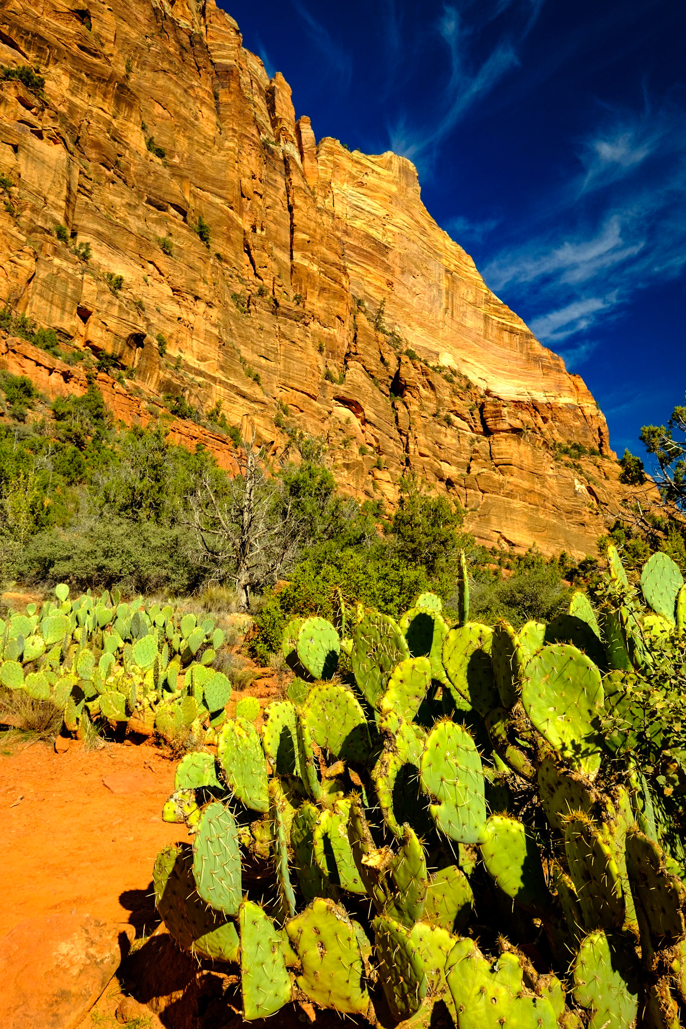 Utah Trip 2021Zion National Park - Kayenta Trail