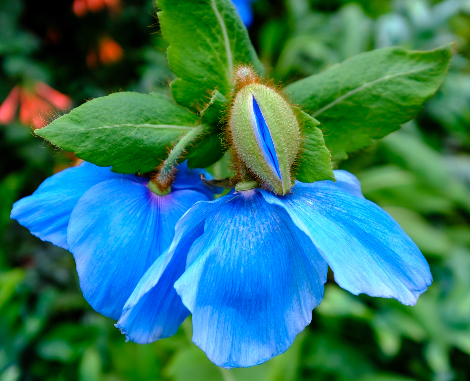Capturing Blue Poppies class at Longwood