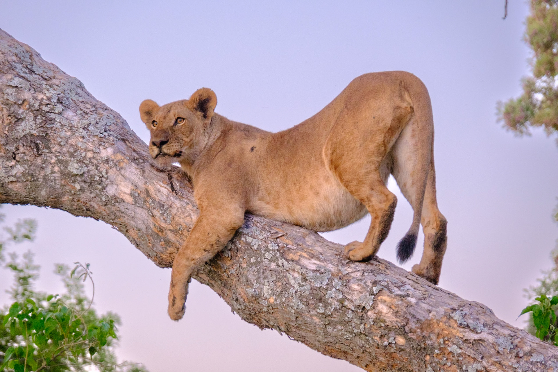 Botswana - Kwara Camp - Afternoon Game Drive - Lions at an elephant carcass