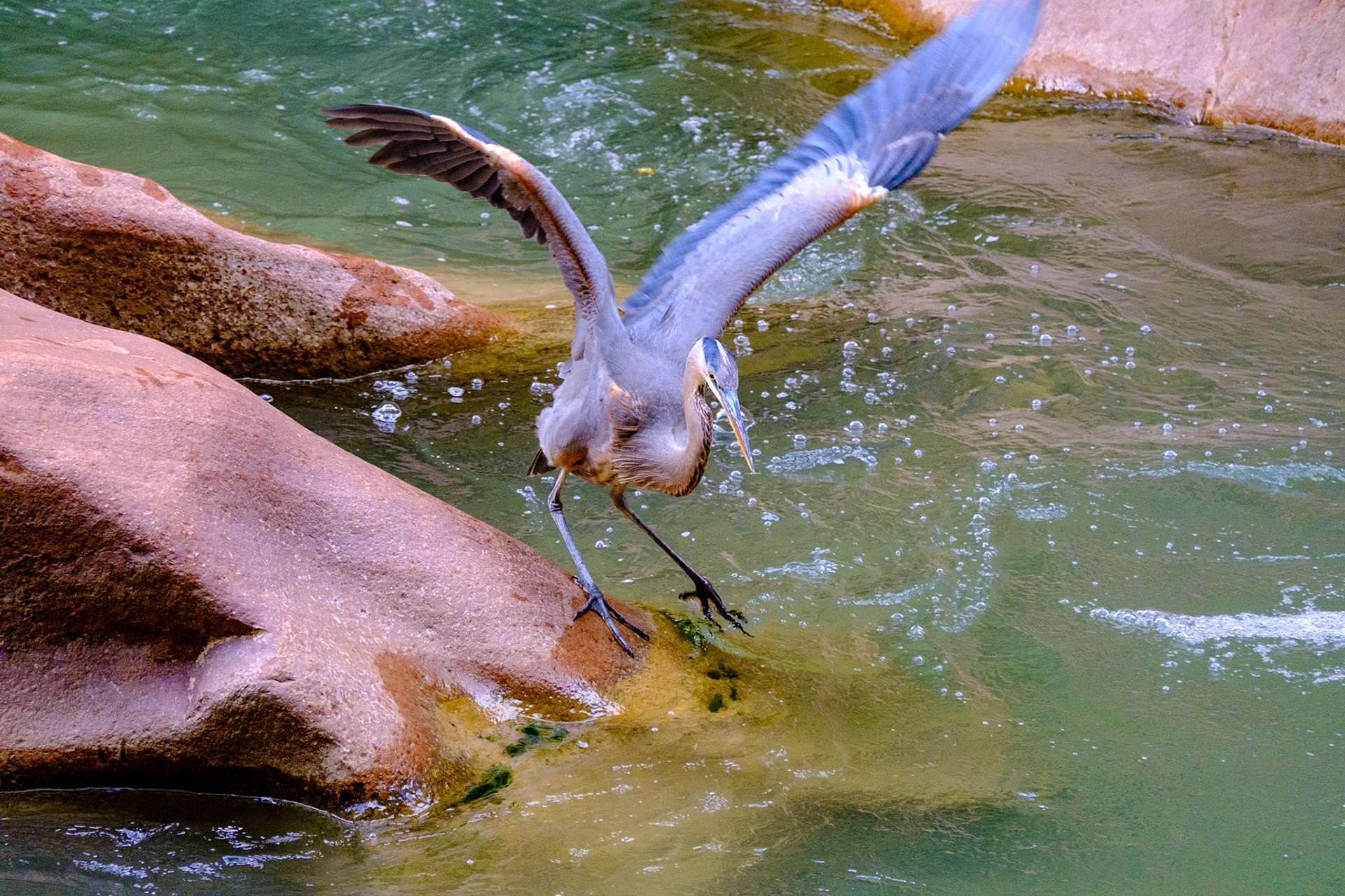 Utah Trip 2021Zion National Park - Riverside Walk Trail - Great Blue Heron