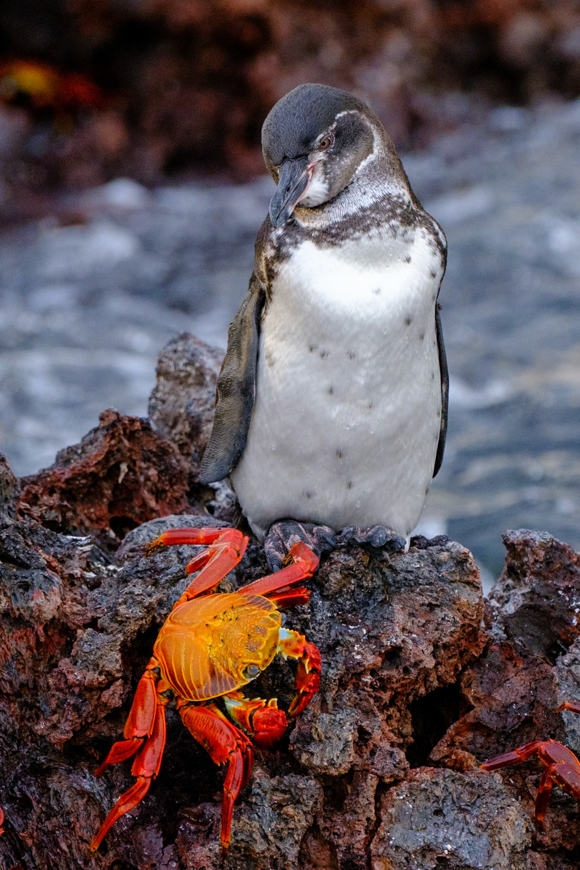 Galapagos Islands - Isabella Island - Elizabeth Bay - Mangrove Forest - Penguin
