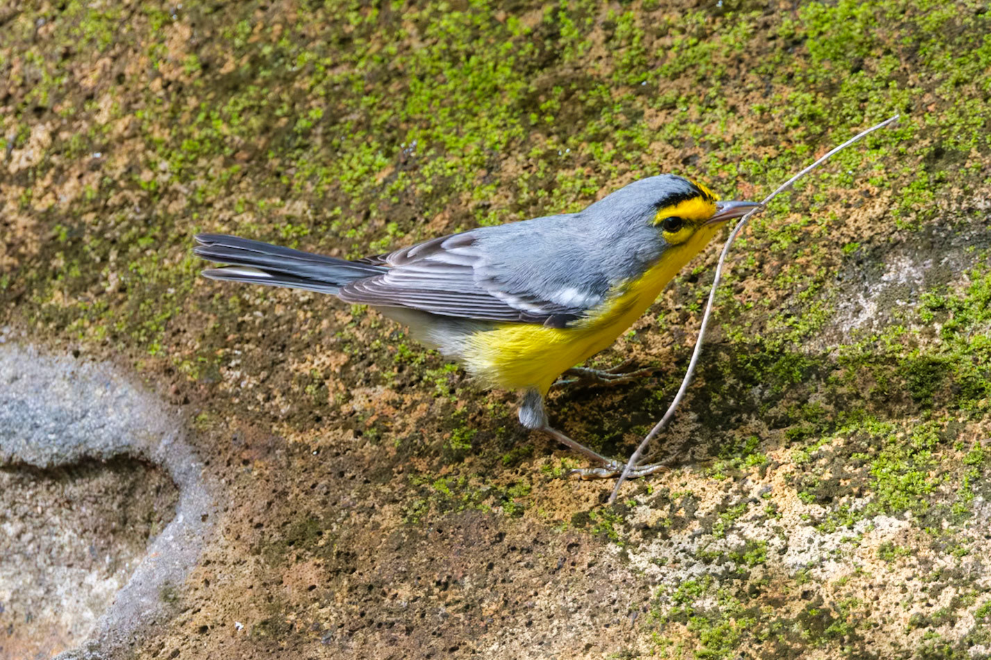 St. Lucia, Bird Walk, St. Lucia Warbler