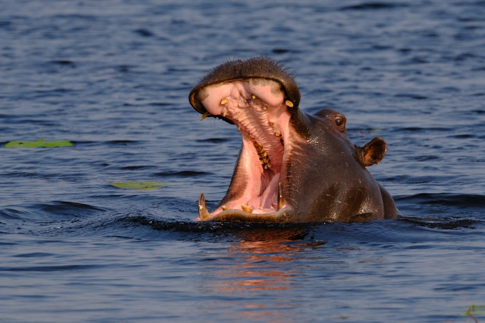 Botswana - Kwara Camp - Evening Game Drive - Hippos