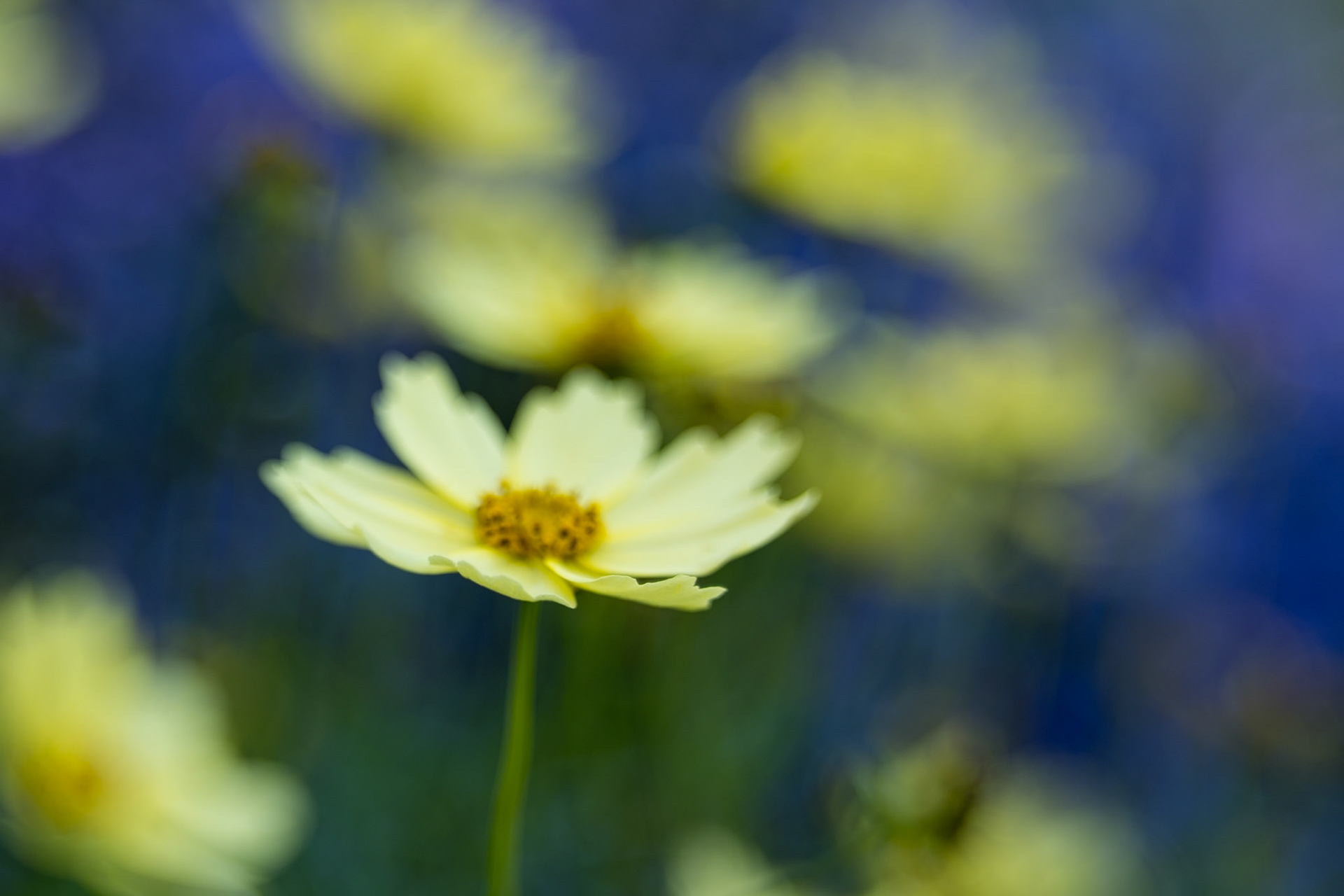 Longwood Gardens Flower Portraits